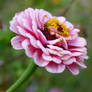 Zinnia 2