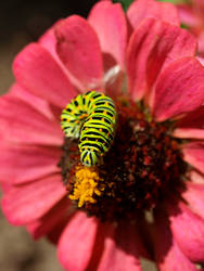 Caterpillar