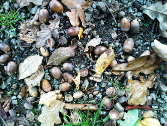 acorns on the ground