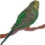 Green Budgie