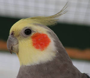 Cockatiel