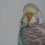 Another baby budgie