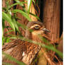 Bush Thick-knee