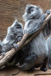 Silver Lutung