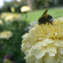 bee on a flower