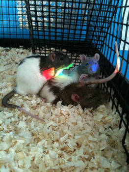 Rainbow rats