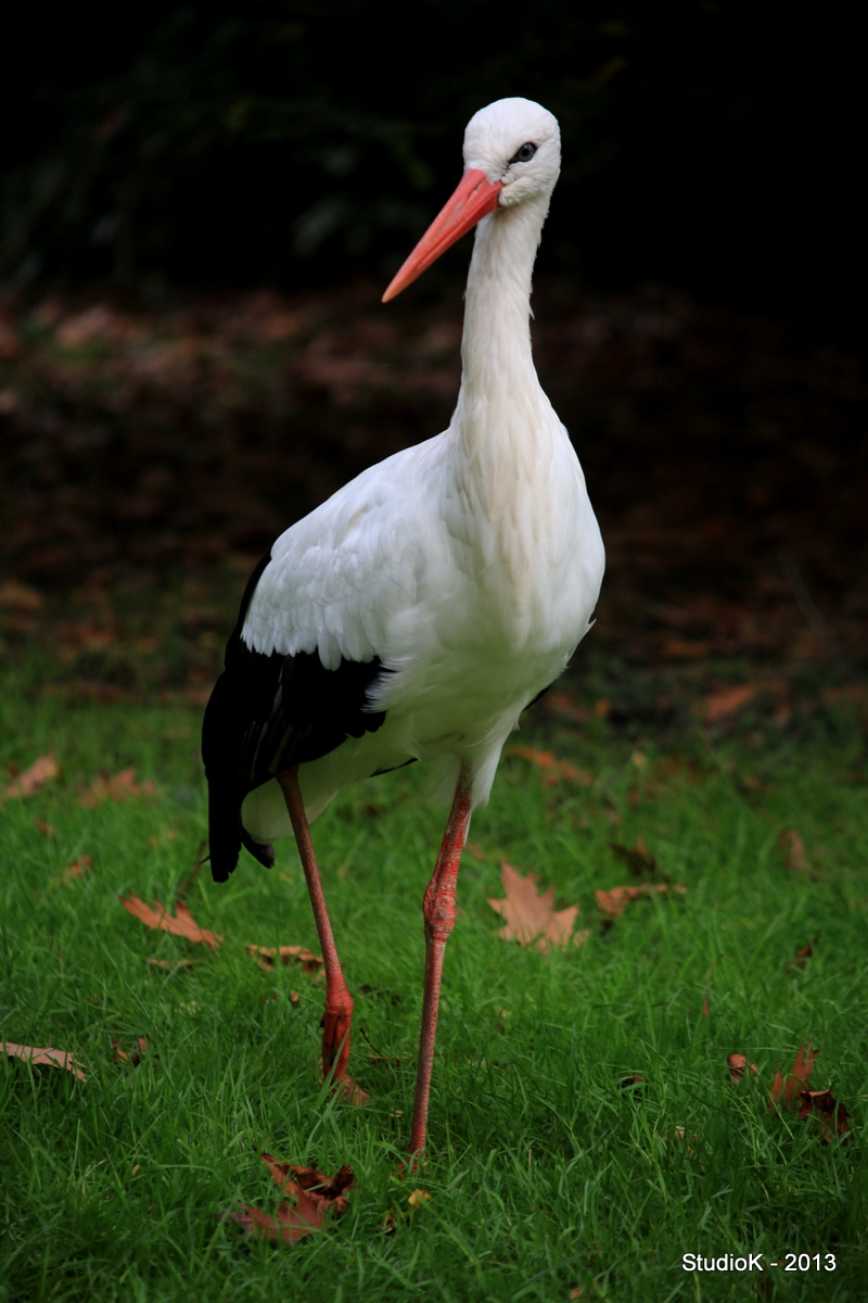 Cigogne