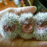 Baby porcupines-Bigger picture