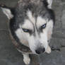 Frishya my siberian husky