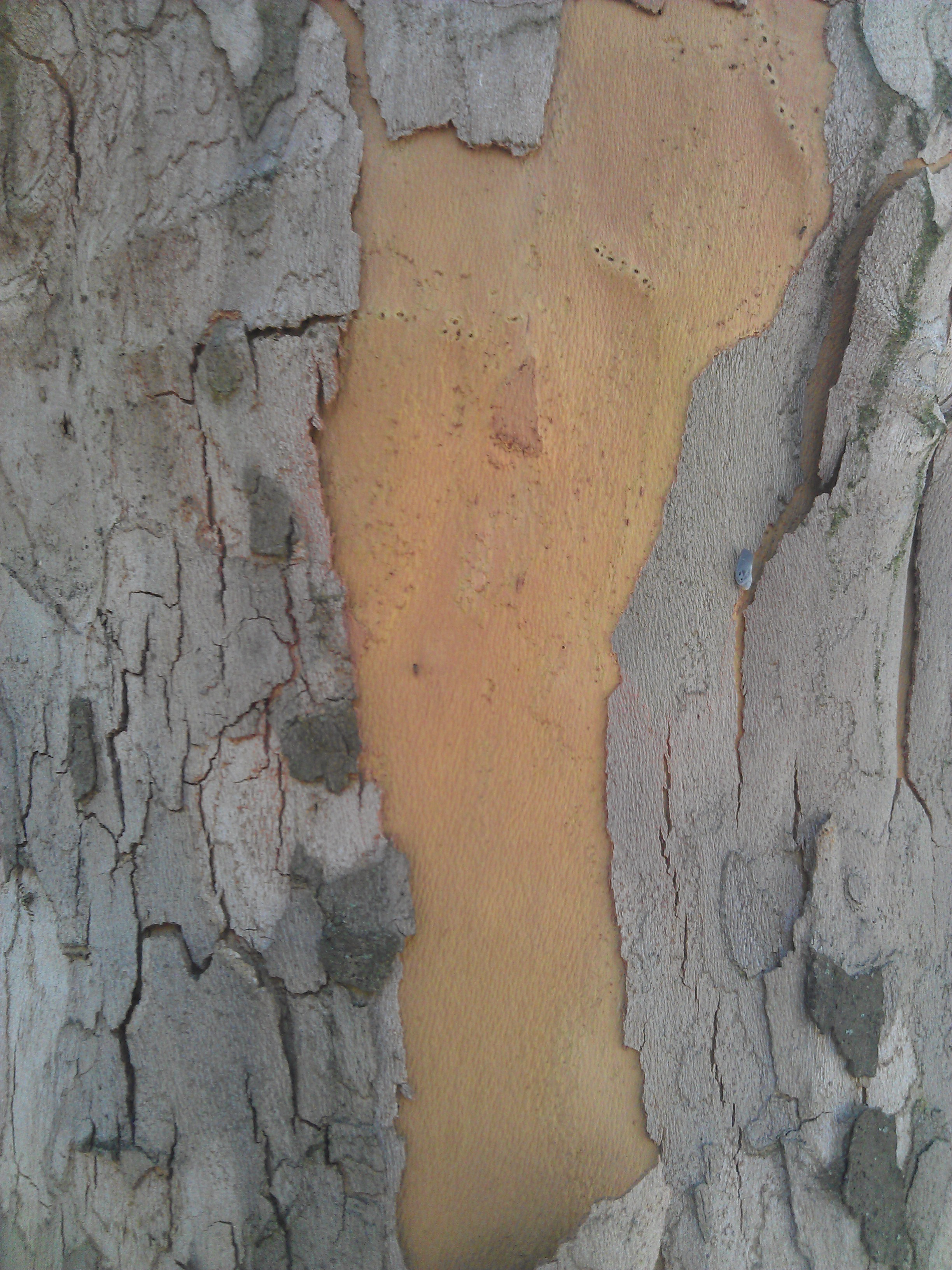 Wood texture6