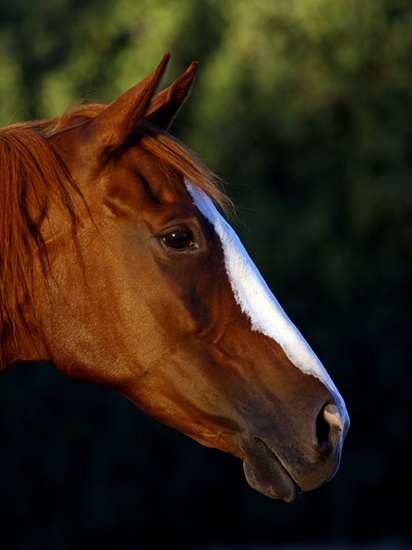 chestnut