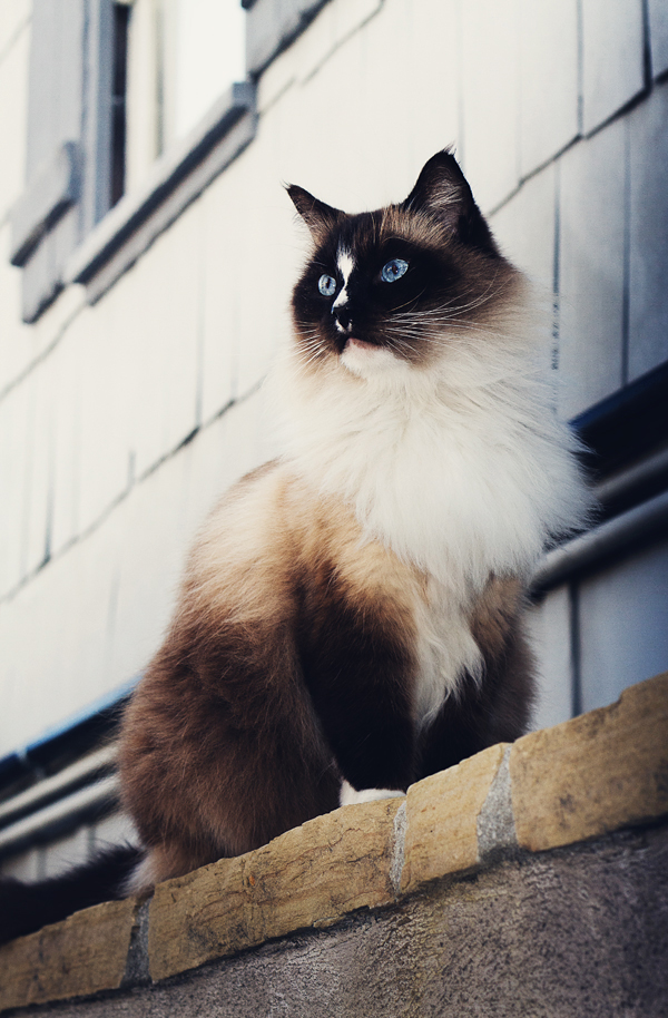 Siamese