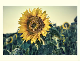 sunflower