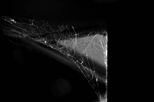 Spider Web At Dawn 3