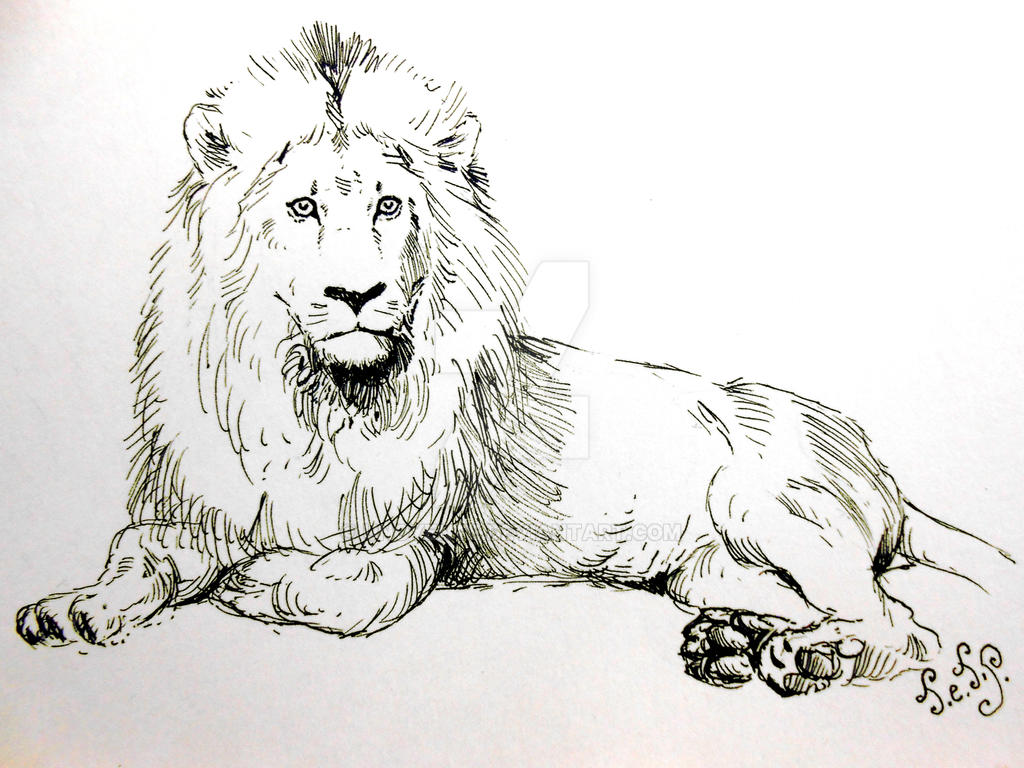 Lion Sketch... by Unoyente on DeviantArt