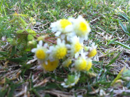 flowers in the garden