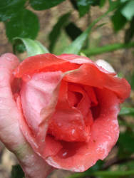 Rainy rose