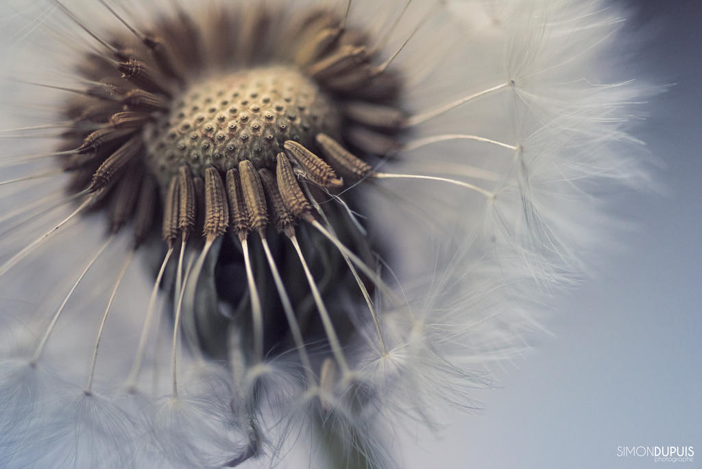 Dandelion 1 by Simon120188