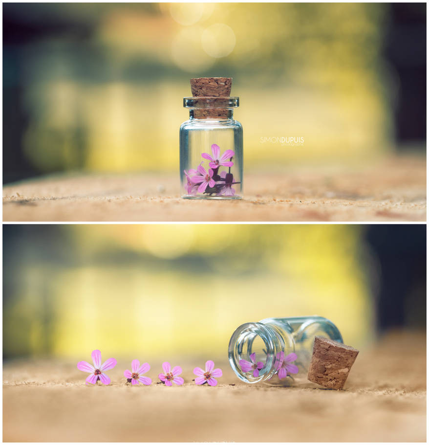 Flowers in a bottle by Simon120188 Flowers in a bottle by Simon120188