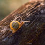 Sunset snail 1