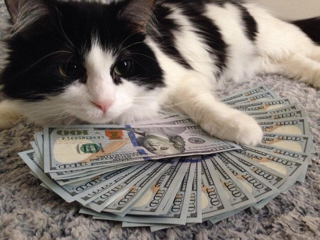 Кэтс много денег. Кот с деньгами. Богатый кот. Денежный котик. Милые котики с деньгами.