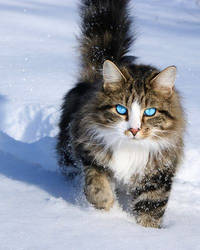 A Cat of Ice