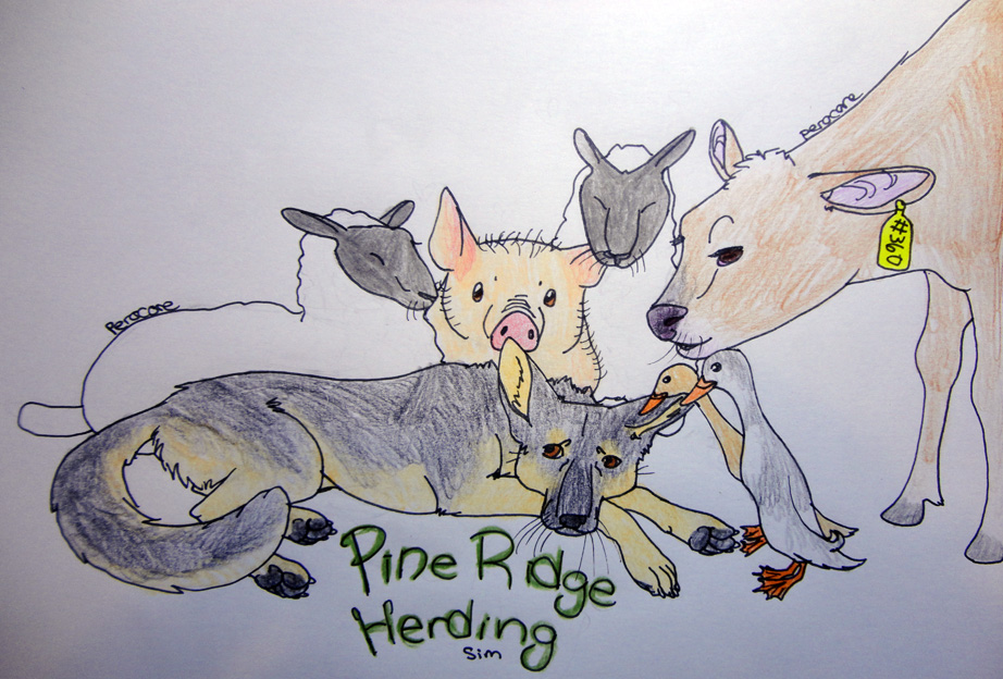 Pine Ridge Herding sim