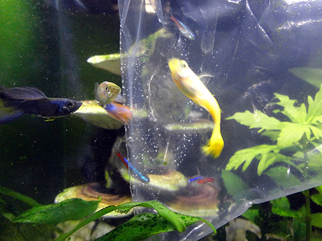 The Guppy Tank