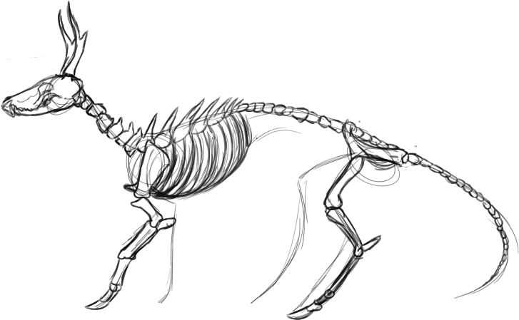 Waelak Skeleton