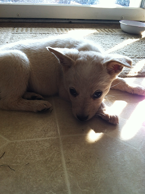 Little Red Heeler