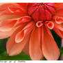 close up dahlias