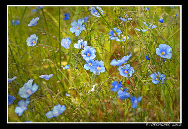 flax flowers