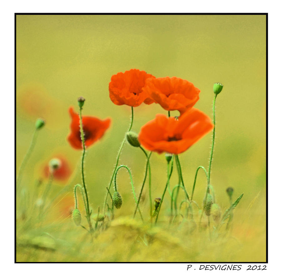 fragile poppies