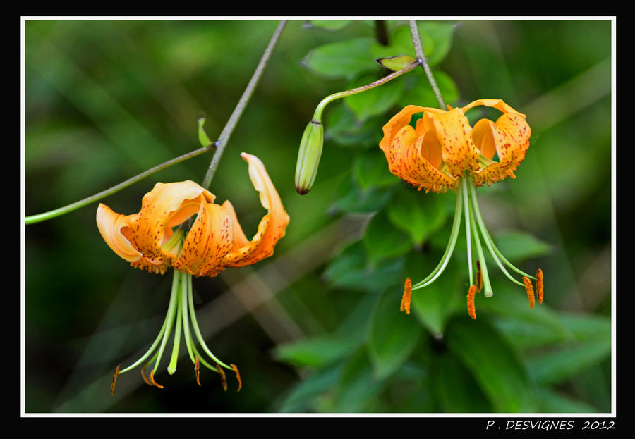 lilium martagon