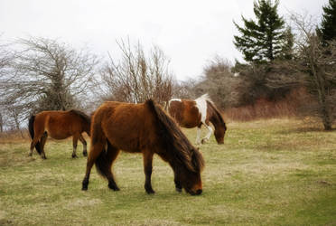 Wild Ponies