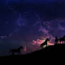 Horses at Night