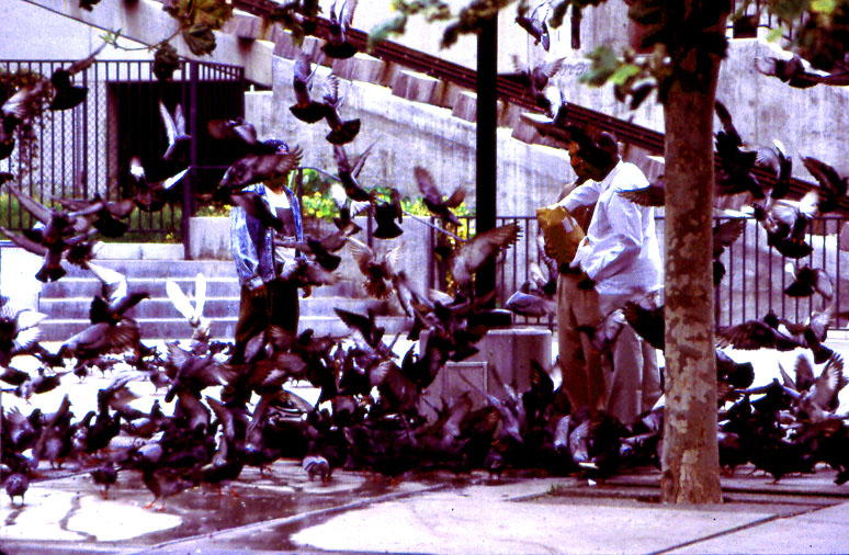 Feeding the Pigeons 2