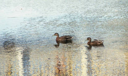 Ducks at Dusk