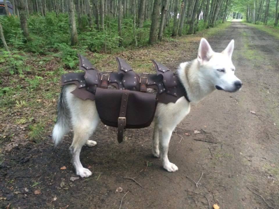 Dog armour