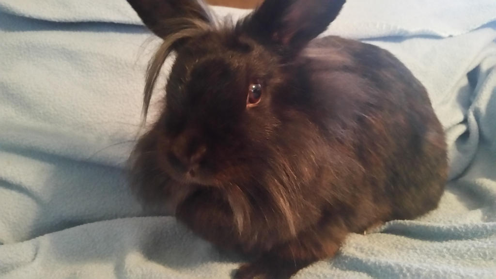 Lionhead Rabbit 2 by ANegativeTwist on DeviantArt