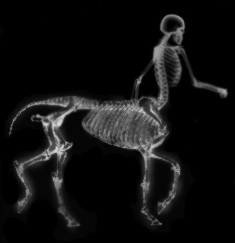 Centaur skeleton