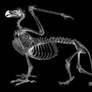 Griffin skeleton