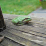 Froggie On The Porch