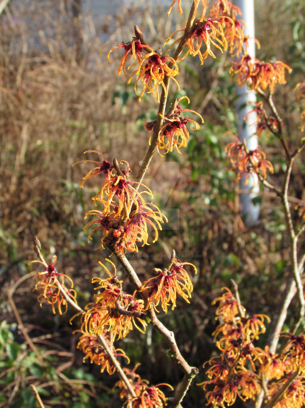 Witch Hazel