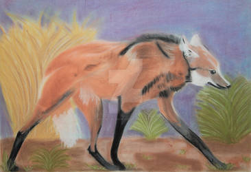 Maned Wolf