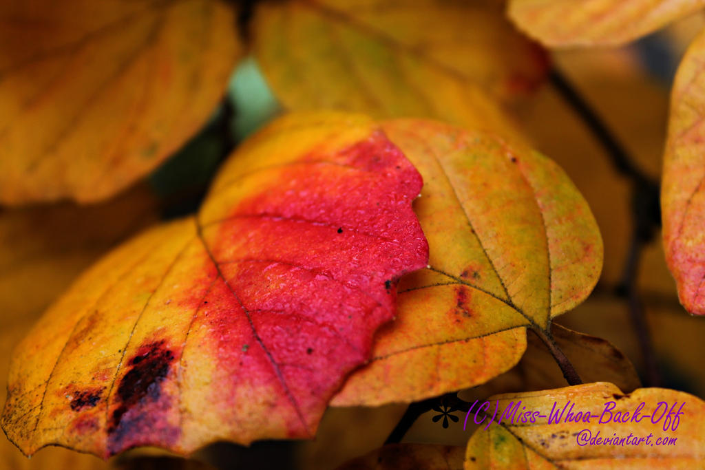 Autumnal Transformation