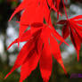 Scarlet Leaves