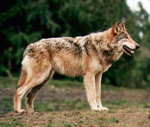 Red Wolf