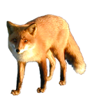 Cut Out Fox