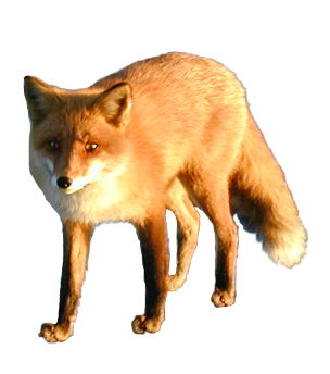 Cut Out Fox